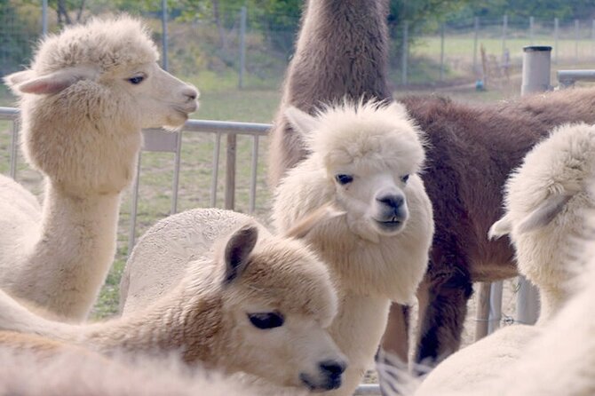 Alpaca and llama hike Moedling near Vienna - Key points to know before you book