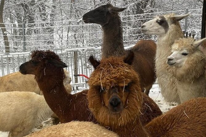 Alpaca and llama hike Moedling near Vienna - A warm welcome from Karina Pöschl and her husband