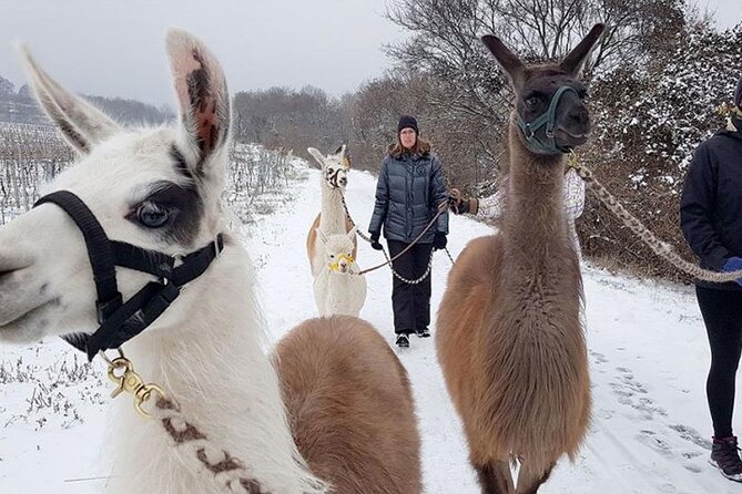 Alpaca and llama hike Moedling near Vienna - Is the $60.24 price good value?