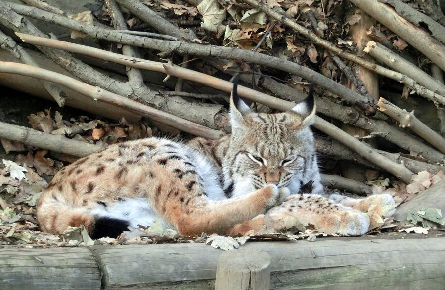 Combi Entrance Ticket to Alpine Zoo and Hungerburg - Key points at a glance