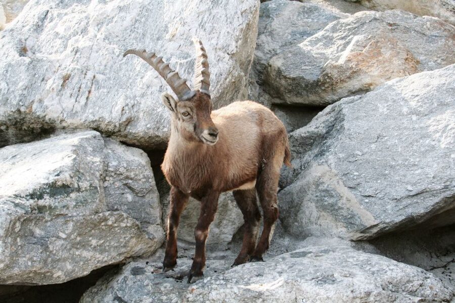 Combi Entrance Ticket to Alpine Zoo and Hungerburg - When to go for the best animal activity