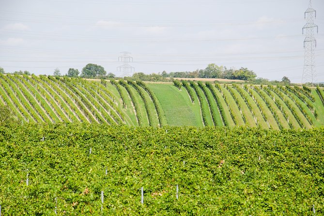 Countryside Half Day Wine Tour near Vienna - Is $145.12 Good Value?