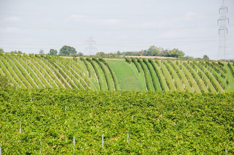From Vienna: Half-day Countryside Wine Tour with Meal - Timing, transport, and the real length of the day