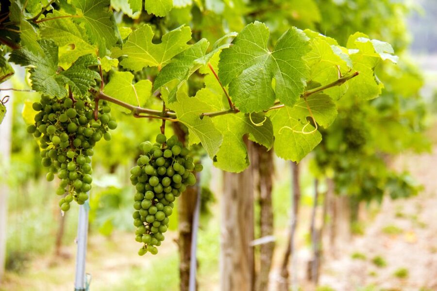 Grape Grazing: Wachau Valley Winery Biking Tour - Along the Danube to Weißenkirchen