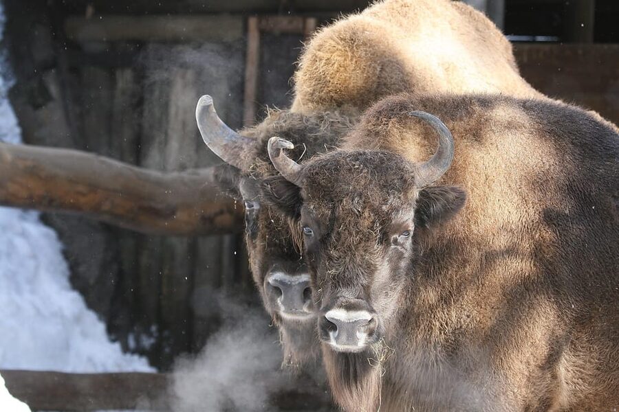 Innsbruck: Alpenzoo Entrance Ticket - Why Alpenzoo feels different from a regular city zoo