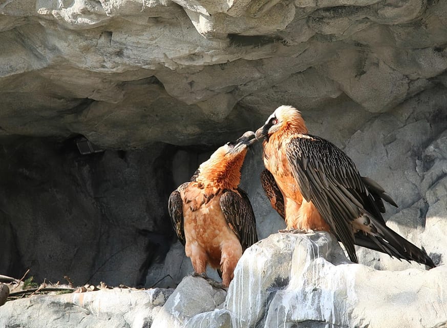 Innsbruck: Alpenzoo Entrance Ticket - Animal Meal gives you a useful pause