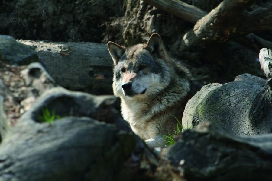 Innsbruck: Alpenzoo & Top of Innsbruck Combination Ticket - Should You Book the Combination Ticket?