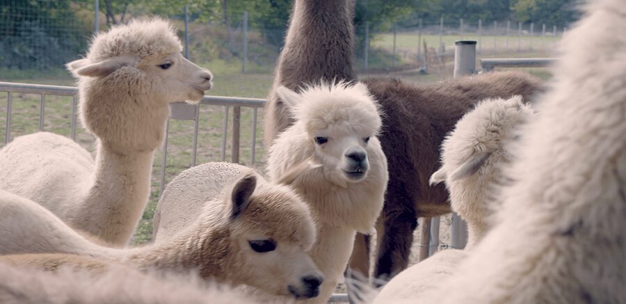 Mödling/Vienna: Scenic Guided Hike with Alpacas and Llamas - Five things to know before you go