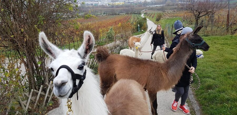 Mödling/Vienna: Scenic Guided Hike with Alpacas and Llamas - Walking through Mödling’s woods and vineyards