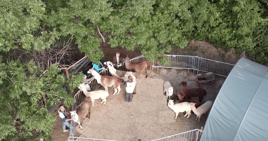 Mödling/Vienna: Scenic Guided Hike with Alpacas and Llamas - Is $58 good value?