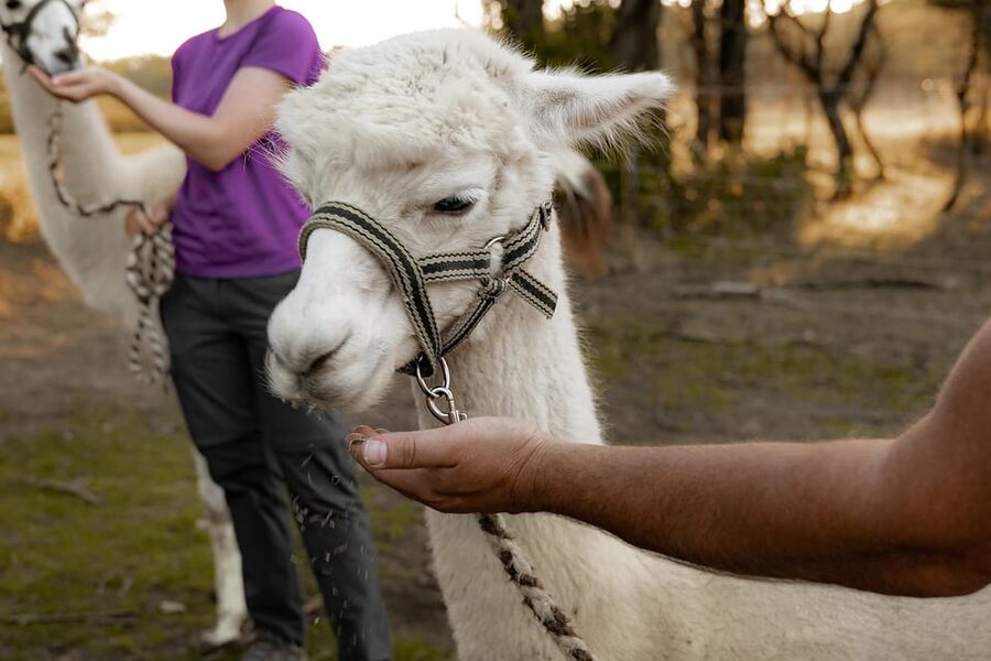 Mödling/Vienna: Scenic Guided Hike with Alpacas and Llamas - Practical tips for a smoother walk