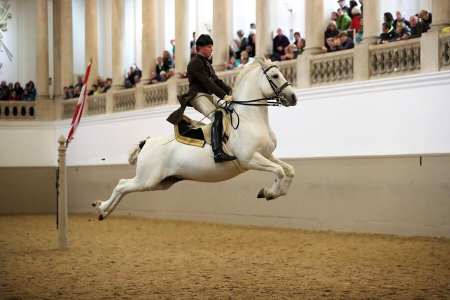 Performance Of The Lipizzans At Spanish Riding School - Why the Spanish Riding School feels different