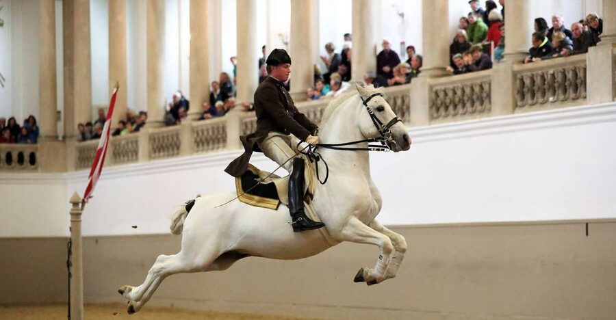 Performance Of The Lipizzans At Spanish Riding School - Entering the Hofburg’s Winter Riding School