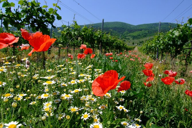 Private Vienna Woods Wine Tour - Key points at a glance