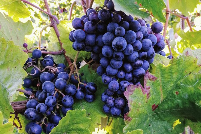 Private Vienna Woods Wine Tour - What the private format changes