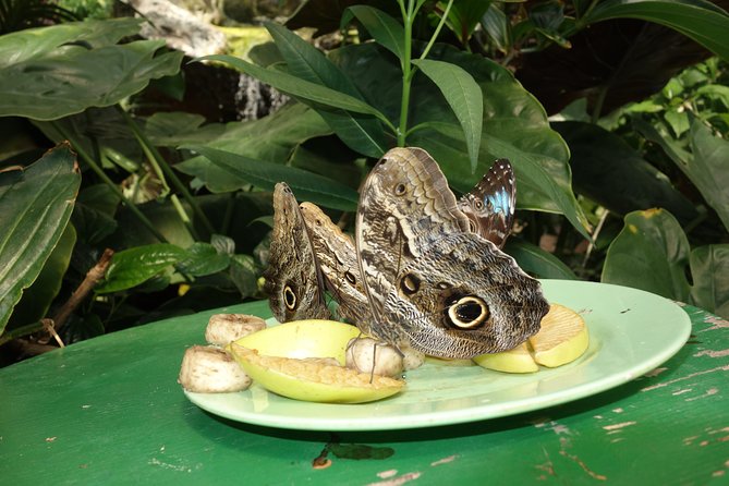 Schmetterlinghaus - Imperial Butterfly House Vienna Admission Ticket - Ticket value and the entrance process