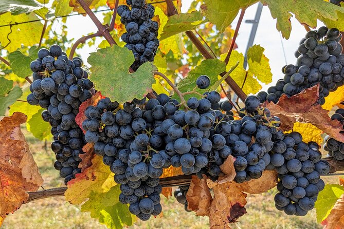 Small-group Vienna Wine Tour - Why Vienna’s Wine Country Is Worth Your Afternoon