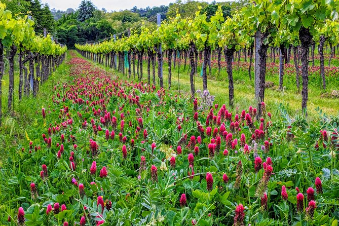 Small-group Vienna Wine Tour - The Winery Visit And Seven-Wine Tasting