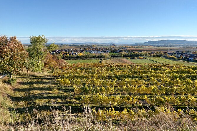 Taste and Tour Small Organic Wineries with a Winemaker - Weingut Feldtheorie and a newer generation