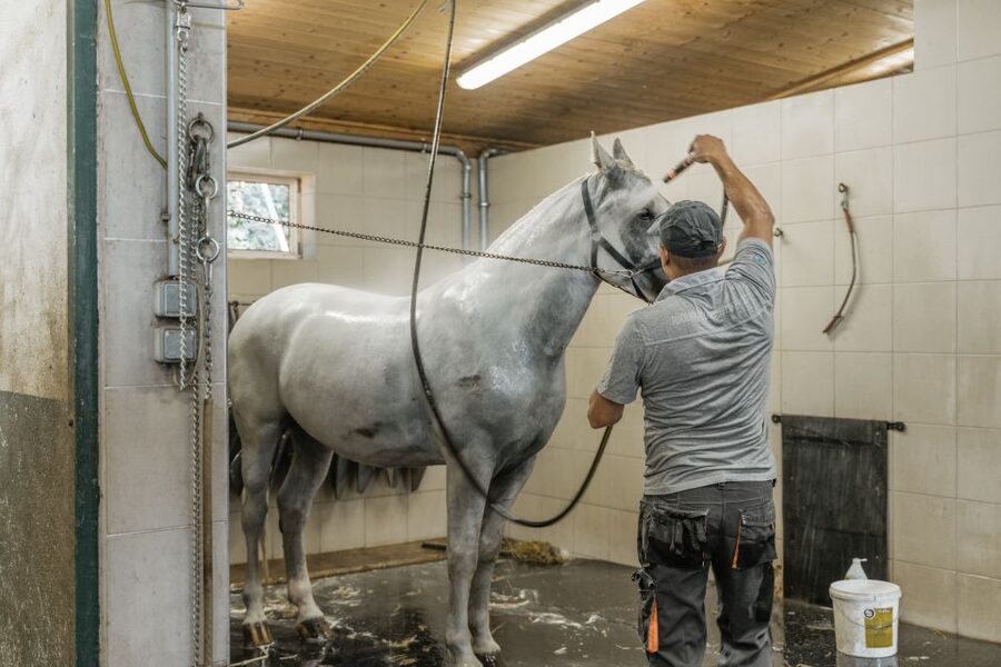 Vienna: Secrets of the Fiaker & Horse-Drawn Carriage Ride - Booking and cancellation details
