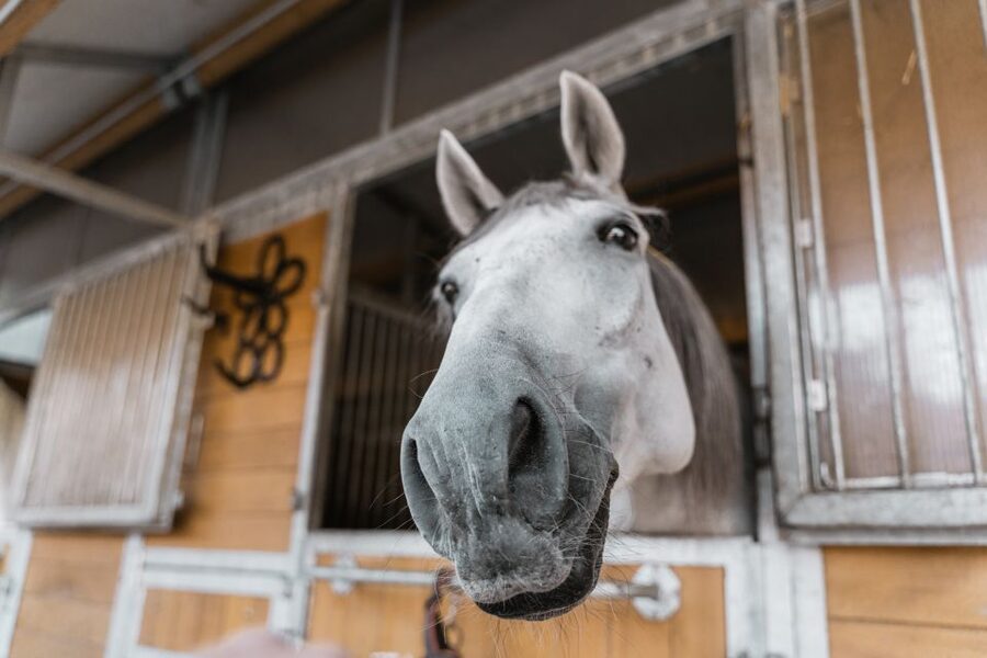 Vienna: Secrets of the Fiaker & Horse-Drawn Carriage Ride - The carriage ride through St. Marx and toward the Ringstraße