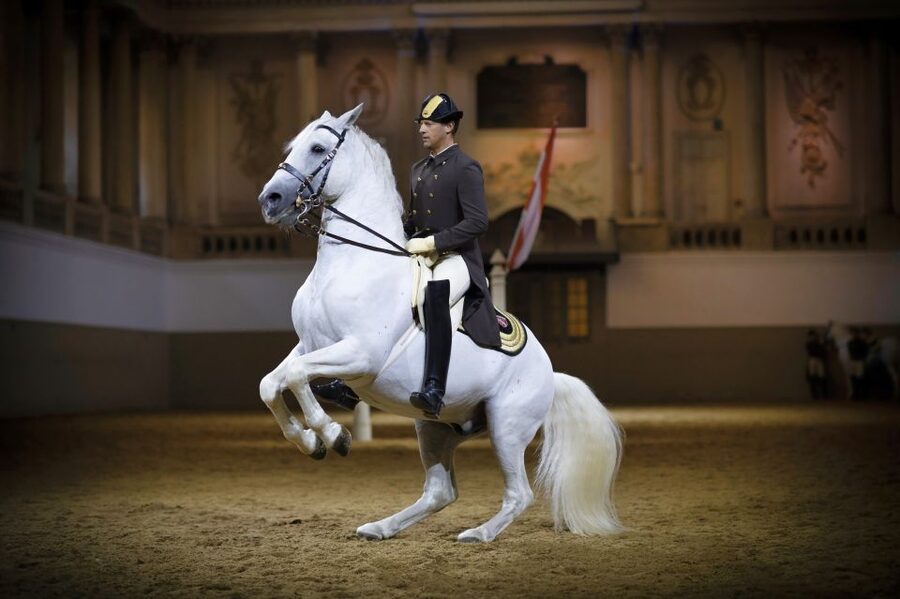 Vienna: Spanish Riding School 45-Minute Performance Show - Entering Vienna’s Baroque Winter Riding School