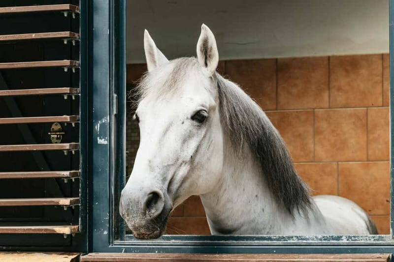 Vienna: Spanish Riding School Guided Architectural Tour - Key points to know before you go