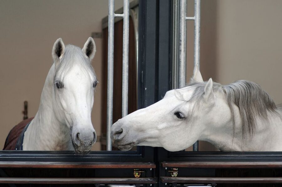 Vienna Spanish Riding School Guided Tour - The Winter Riding School: Vienna’s grand indoor arena