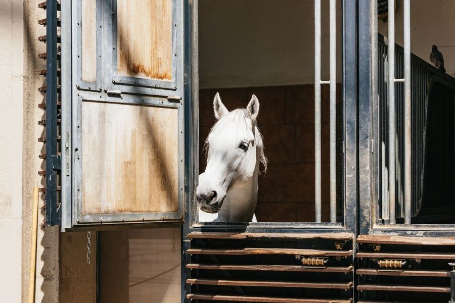 Vienna Spanish Riding School Guided Tour - The Summer Riding School and the practical side of horse care