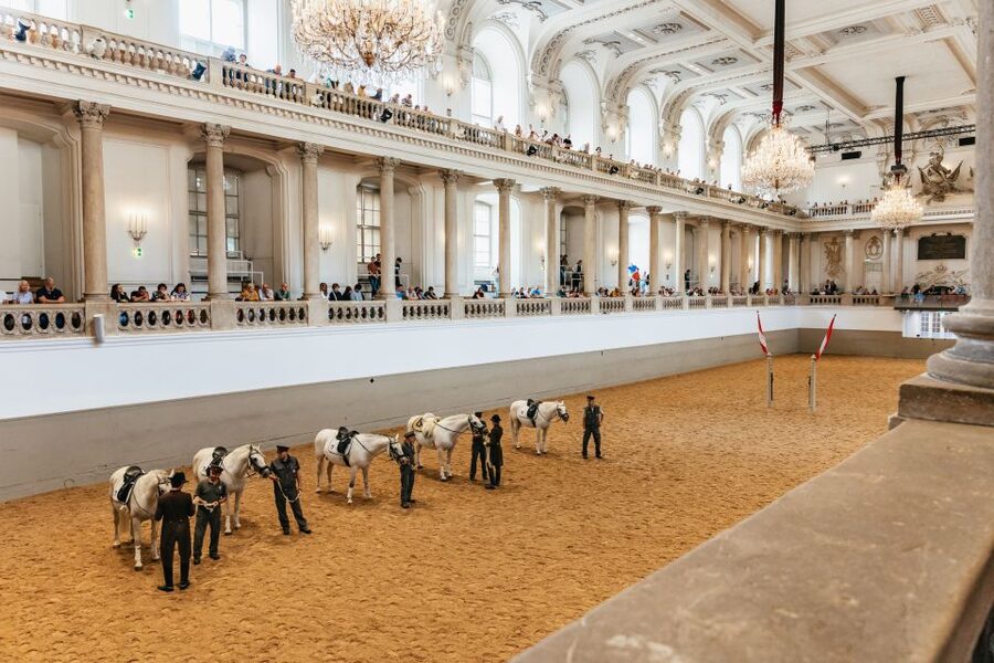 Vienna: Spanish Riding School Training - Inside Vienna’s Winter Riding Academy