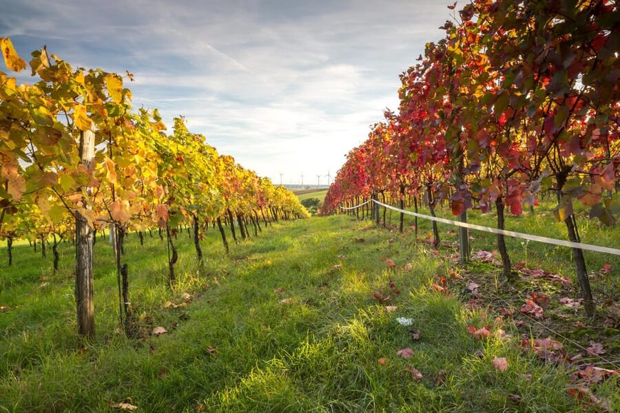 Vienna: Vienna Woods Tour with Underground Lake and Wine - Final verdict: a smart break from central Vienna