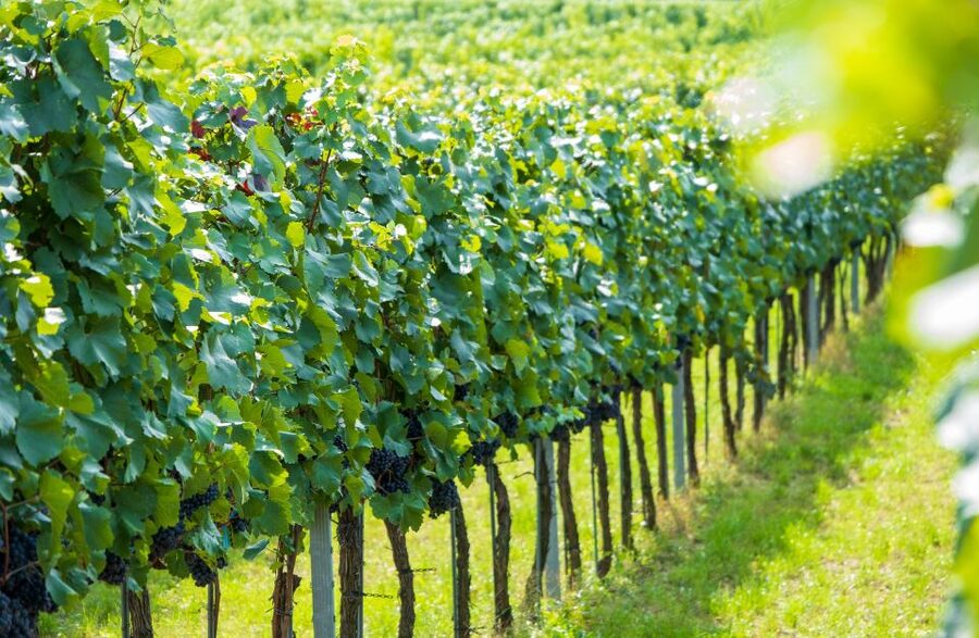 Vienna: Wachau Valley Private Kayak and Wine Tour - What to bring for a smoother day