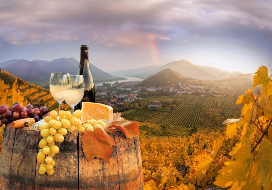 Vienna: Winery and Wine Tasting Tour with a Wine Expert - Tasting four Austrian wines in two hours