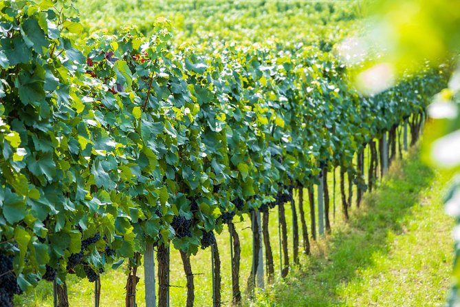 Wachau Valley Kayak & Wine Tour - Is $808.35 a fair price for two?